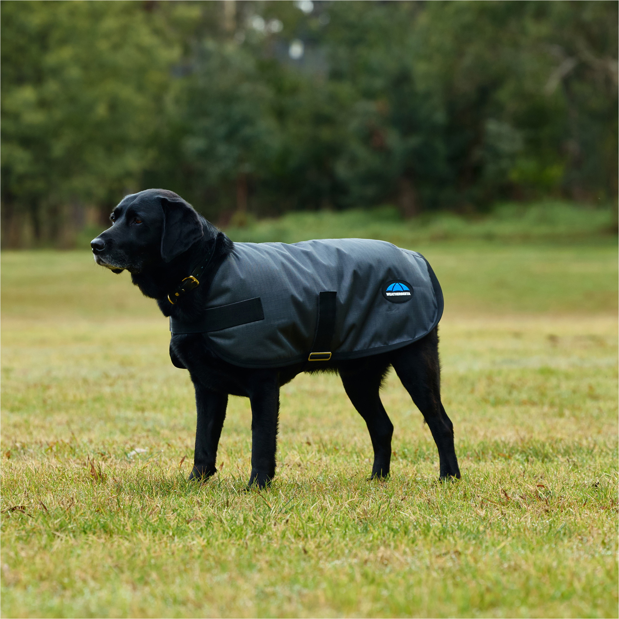 2025 Weatherbeeta Comfitec Classic Waterproof Dog Coat 1029048 - Charcoal